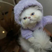 توله گربه پرشین|گربه|کرج, مهرویلا جنوبی|دیوار