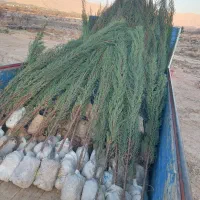 نهال|خدمات باغبانی و درختکاری|بجنورد, |دیوار