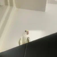 فروش  کوتوله دستی