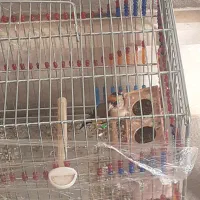 جوجه سهره نر سال|پرنده|آبدانان, |دیوار