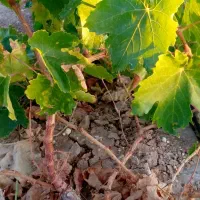 نهال انگور با کیفیت عالی|خدمات باغبانی و درختکاری|تاکستان, |دیوار