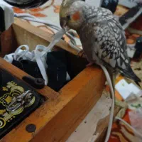 پرنده گم شده