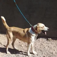 ماده سگ|سگ|سلفچگان, |دیوار