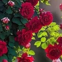 نیازمند پرستار برای خانم سالمند در بیدستان