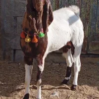 نربز پاکستانی درجه یک