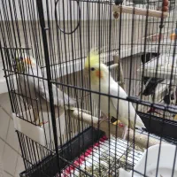 عروس هولندی