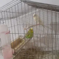 دو جفت مرغ عشق