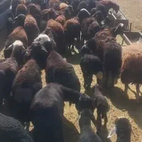 فروش ۴۰راس میش بره دار