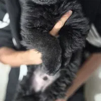 واگذاری توله ژرمن شولاین مو بلند