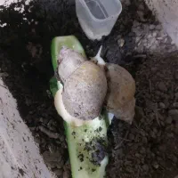 حلزون و بچه هاش و تخم هاش