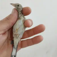 سهره|پرنده|دیواندره, |دیوار