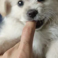 واگذاری توله پامر مادر اوکراینی پدر خرسی|سگ|رباطکریم, نصیرشهر|دیوار