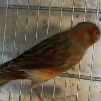 قناری نر و ماده رد بلک ،سرخ سوخته،مولد،اماده و مست|پرنده|تهران, شهرک استقلال|دیوار