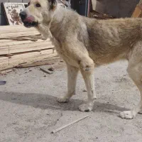 سگ سراب