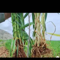 بمب رشد و تقویت درخت شما