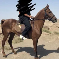 اسب ترکمن اصیل نریان مدرک دار|اسب و تجهیزات اسبسواری|سبزوار, قصبه شرقی|دیوار