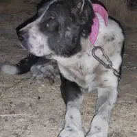 واگذاری سگ برای نسل کشی|سگ|کرمانشاه, |دیوار