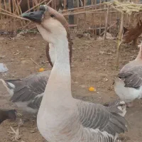 قوغاز اوکراینی|حیوانات مزرعه|بهنمیر, |دیوار