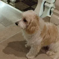 سگ شیتزو نر|سگ|رودهن, |دیوار