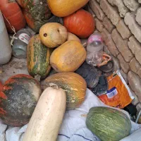 کدو حلوایی