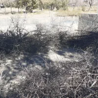 چوب خشک عناب وتوت .|لوازم جانبی حیوانات|بیرجند, |دیوار