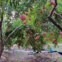 فروش انار درجه یک و دو سیاب|خوردنی و آشامیدنی|کوهدشت, |دیوار