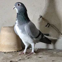 کفتر دمگیر  نر و ماده خرقه عتیقه