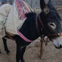 الاق نر جوان|حیوانات مزرعه|رودبار, |دیوار