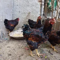 مرغ خروس زینتی ویاندوت