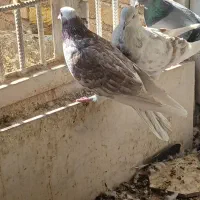 کفتر پرشی|پرنده|اردکان, |دیوار