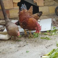 مرغ و خروس