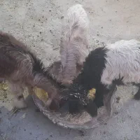 ۳تا کره (بزغاله)علف خور سقزی