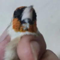 سهره ماده چونه سفید