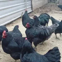 تخم نطفه دار مرندی استراپلوپ وگلین