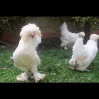 نیمچه مرغ سلطان