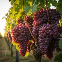 باکیفیت ترین محصولات با کودهای ارگانیک کروا