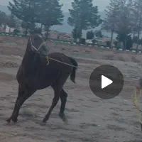 نریان|اسب و تجهیزات اسب‌سواری|سمنان, |دیوار