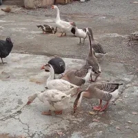 فروش غاز و بوقلمون و مرغ و خروس و اردک|حیوانات مزرعه|نقده, |دیوار