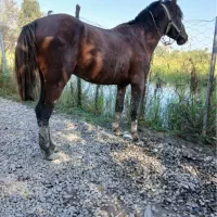 اسب کاسپین ۸ساله|اسب و تجهیزات اسب‌سواری|رشت, یخسازی|دیوار