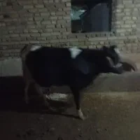 گاو گوساله|حیوانات مزرعه|دینور, |دیوار