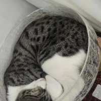 گربه گمشده|حیوانات|اندیشه, اندیشه فاز ۳|دیوار