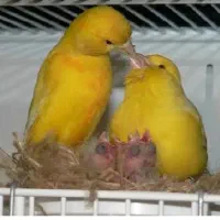 قناری جفت مولد آلیرام