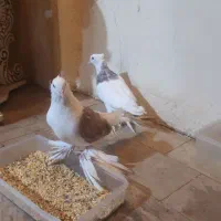 کبوتر|پرنده|قشم, |دیوار