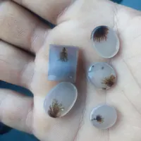 شجر فوق‌العاده تراش خورده آماده رکاب