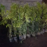 فروش نارنج عمده و تکی