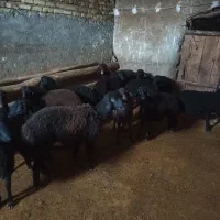 بره نر دشتی|حیوانات مزرعه|سجاس رود, |دیوار