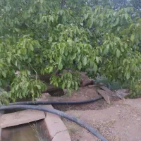 هزار متر باغ فنس کشی شده با درخت روستا شوراب صغیر