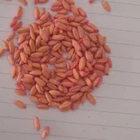 بذر جو و گندم|خدمات باغبانی و درختکاری|کبودرآهنگ, |دیوار