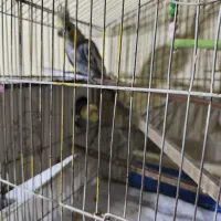 عروس هلندی|پرنده|مشهد, سمزقند|دیوار