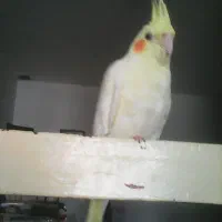 عروس هلندی گمشده|حیوانات|کوهدشت, |دیوار